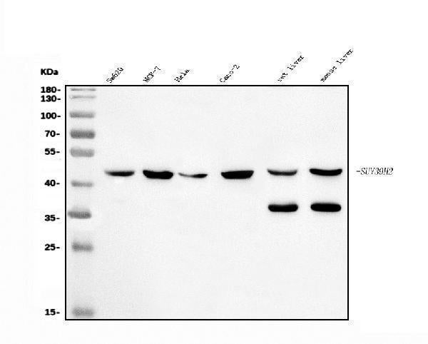 Anti-KMT1B/SUV39H2 Antibody Picoband®