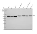 Anti-SNTA1 Antibody Picoband®