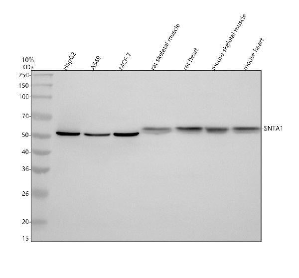 Anti-SNTA1 Antibody Picoband®