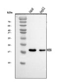 Anti-HES5 Antibody Picoband®