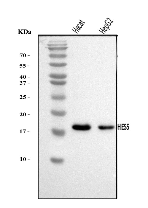 Anti-HES5 Antibody Picoband®