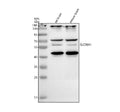 Anti-SLC36A1 Antibody Picoband®