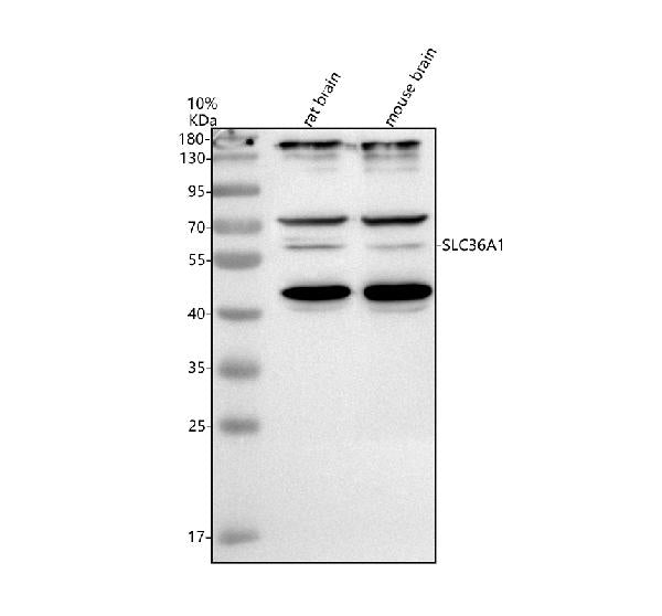 Anti-SLC36A1 Antibody Picoband®