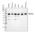 Anti-Fox2/RBM9/RBFOX2 Antibody Picoband®