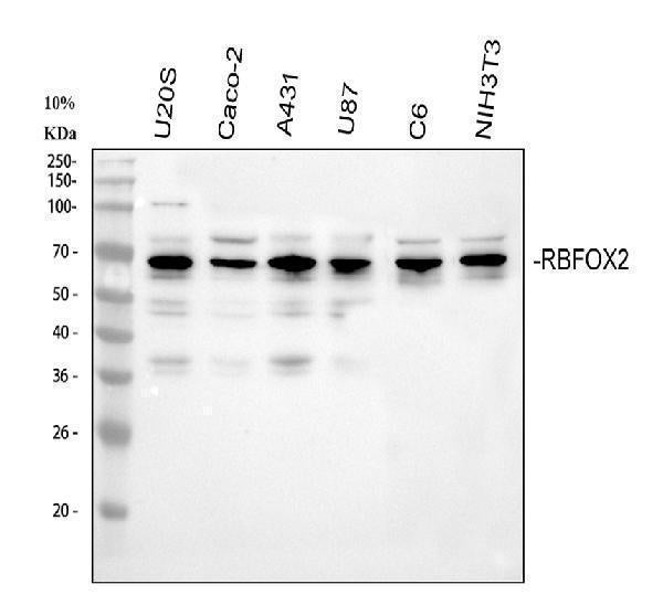 Anti-Fox2/RBM9/RBFOX2 Antibody Picoband®