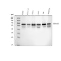 Anti-FOX2/RBM9/RBFOX2 Antibody Picoband®