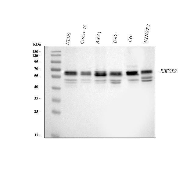 Anti-FOX2/RBM9/RBFOX2 Antibody Picoband®