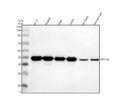 Anti-PPP1R8 Antibody Picoband®