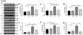Anti-Tubulin beta Antibody Picoband®