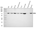 Anti-HSPA6 Antibody Picoband®
