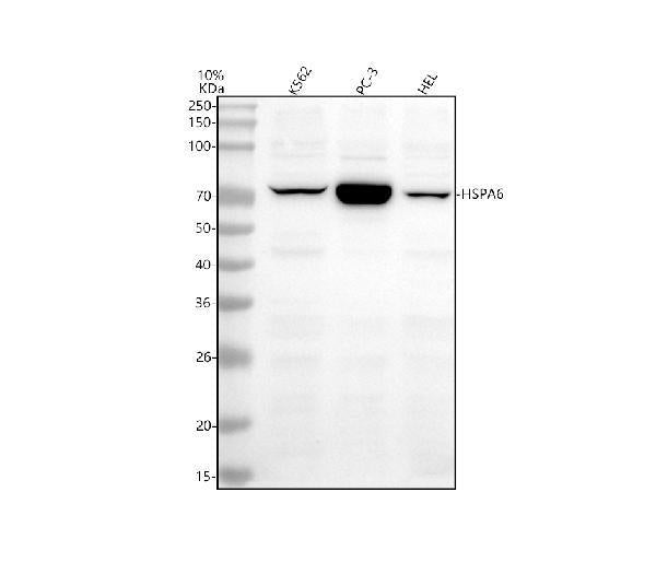 Anti-HSPA6 Antibody Picoband®