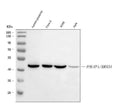 Anti-BRN3A/POU4F1 Antibody Picoband®
