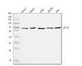 Anti-ATIC Antibody Picoband®