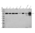 Anti-DDX41 Antibody Picoband®