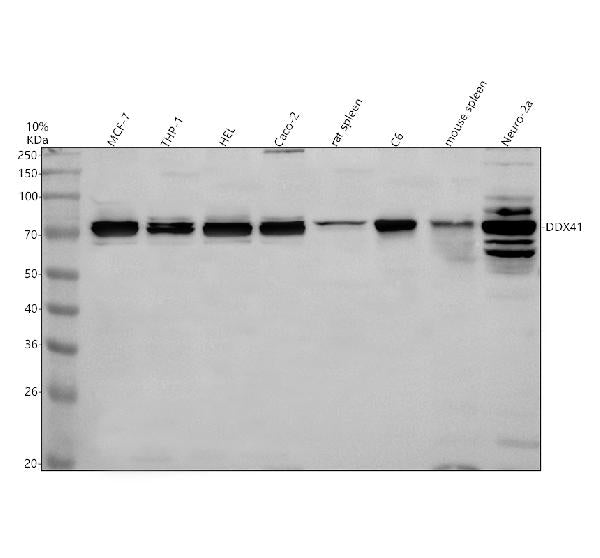 Anti-DDX41 Antibody Picoband®