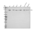 Anti-PAN3 Antibody Picoband®