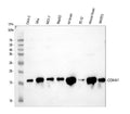 Anti-COX IV/COX4I1 Antibody Picoband®