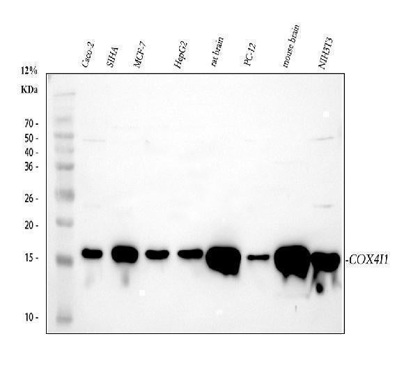 Anti-COX IV/COX4I1 Antibody Picoband®
