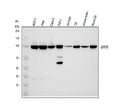 Anti-ARS2/SRRT Antibody Picoband®