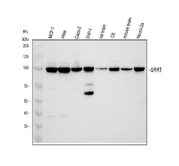 Anti-ARS2/SRRT Antibody Picoband®