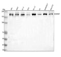 Anti-GANP/MCM3AP Antibody Picoband®