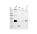 Anti-PRND Antibody Picoband®