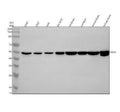 Anti-ING3 Antibody Picoband®