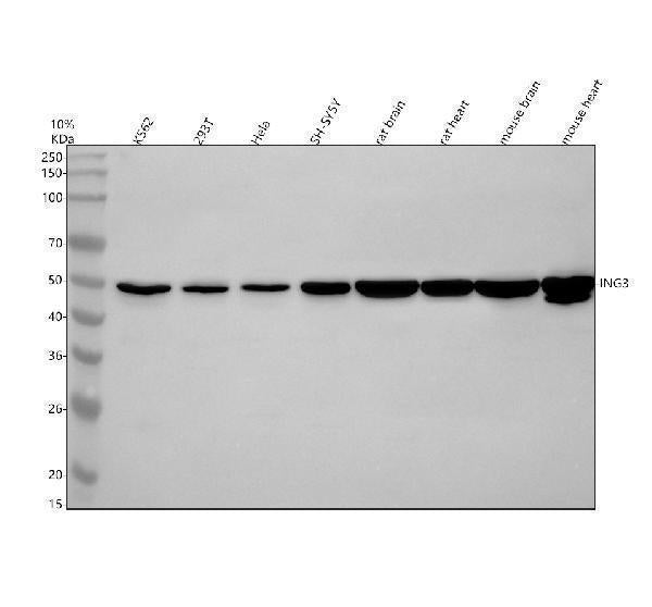 Anti-ING3 Antibody Picoband®