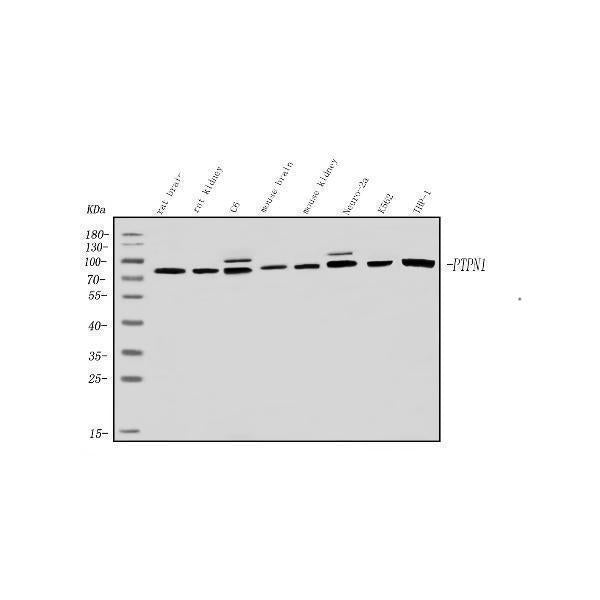 Anti-PNPT1 Antibody Picoband®