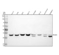 Anti-PGAM5 Antibody Picoband®