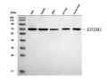Anti-EIF2AK1 Antibody Picoband®