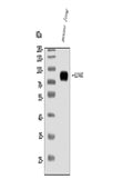 Anti-SLC44A2 Antibody Picoband®