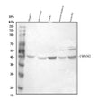 Anti-TSPAN12 Antibody Picoband®