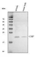 Anti-Camp Antibody Picoband®