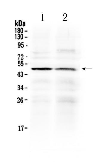 Anti-HtrA3 Antibody Picoband®
