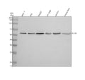Anti-PLIN5 Antibody Picoband®