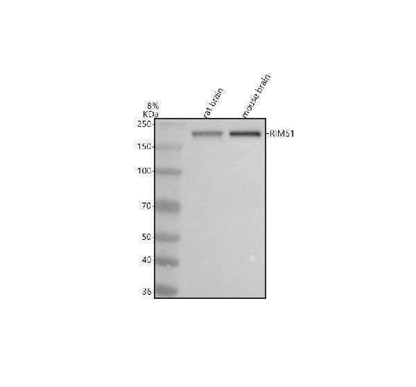Anti-RIM1/RIMS1 Antibody Picoband®