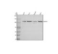 Anti-NCAPG Antibody Picoband®