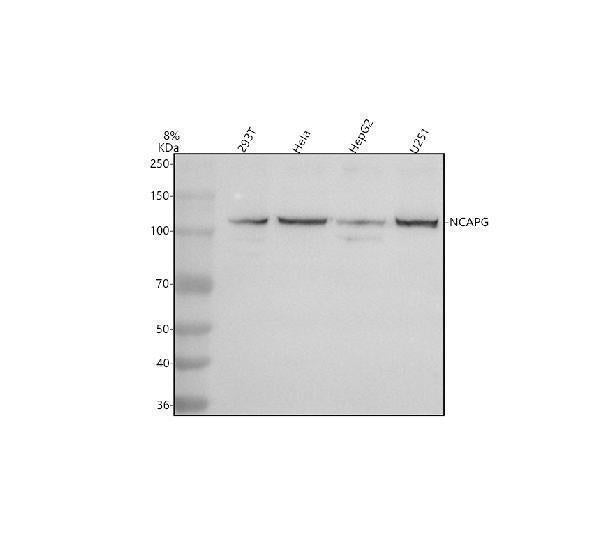 Anti-NCAPG Antibody Picoband®