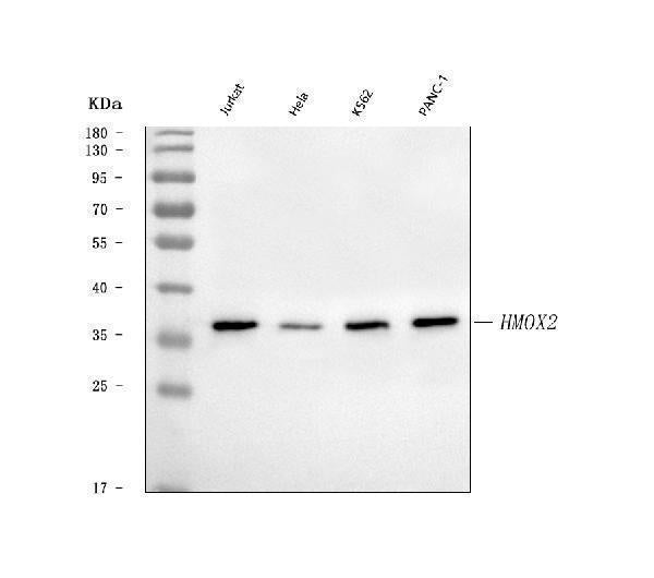 Anti-Heme oxygenase 2/HMOX2 Antibody Picoband®