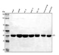 Anti-hIST1/IST1 Antibody Picoband®