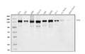 Anti-TAF4 Antibody Picoband®