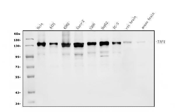 Anti-TAF4 Antibody Picoband®