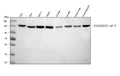 Anti-EIF4ENIF1 Antibody Picoband®