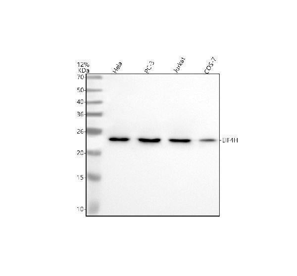 Anti-EIF4H Antibody Picoband®