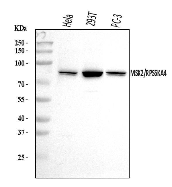 Anti-MSK2/RSK-B/RPS6KA4 Antibody Picoband®