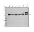Anti-TFCP2 Antibody Picoband®