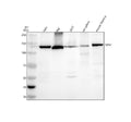 Anti-SIPA1 Antibody Picoband®