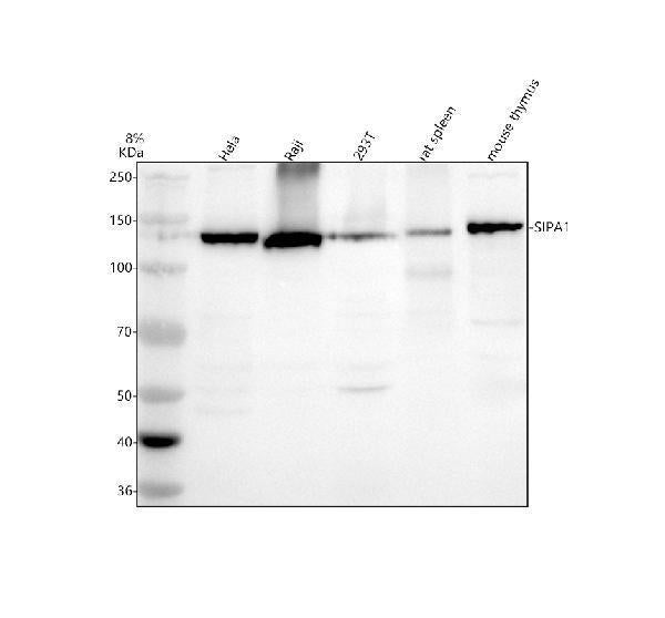 Anti-SIPA1 Antibody Picoband®