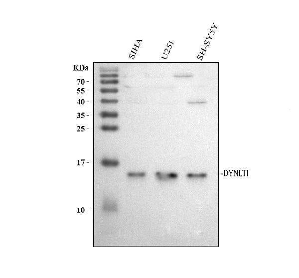 Anti-DYNLT1 Antibody Picoband®